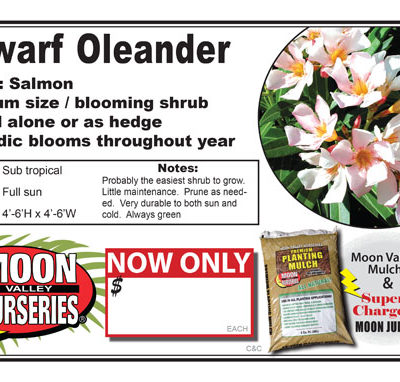 Dwarf oleander salmon