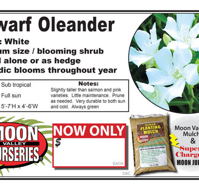 Dwarf oleander white