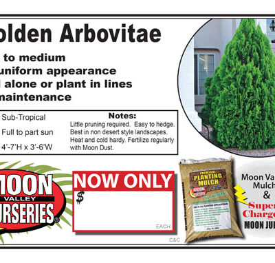 Arborvitae Golden