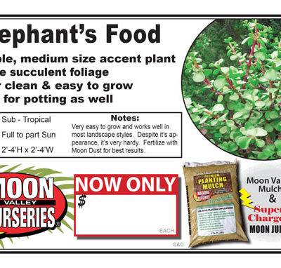 Elephant's Food