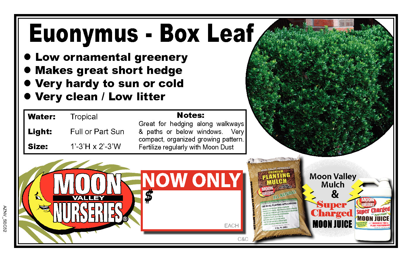 Euonymus box leaf