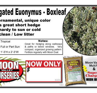 Euonymus box leaf varigated