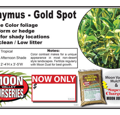 Euonymus gold spot