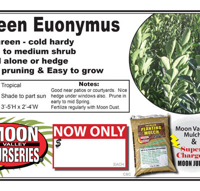 Euonymus Std Green