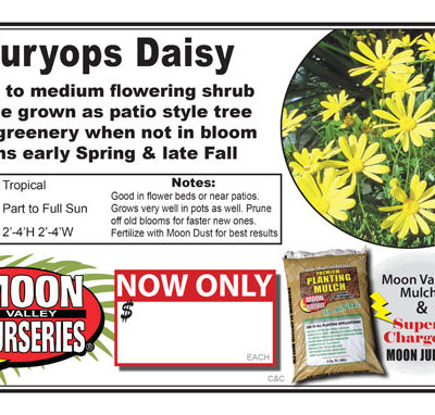 Euryops Daisy