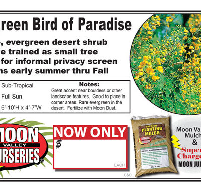 Evergreen Bird of Paradise