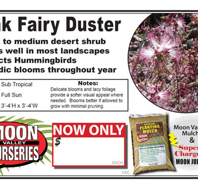 Fairy Duster PINK