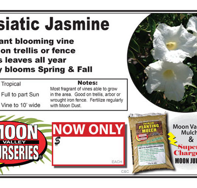 Asiatic Jasmine