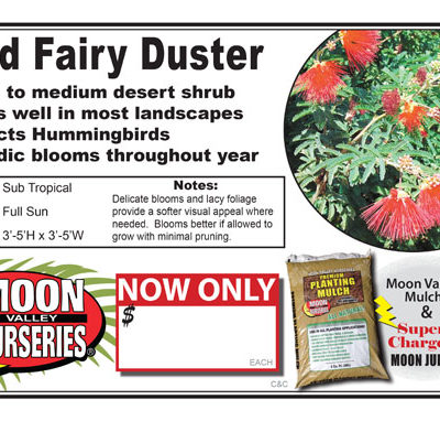Fairy Duster Red