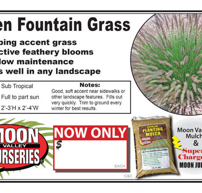 Fountain Grass Green