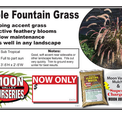 Fountain Grass Purple