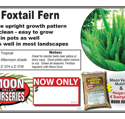 Foxtail Fern