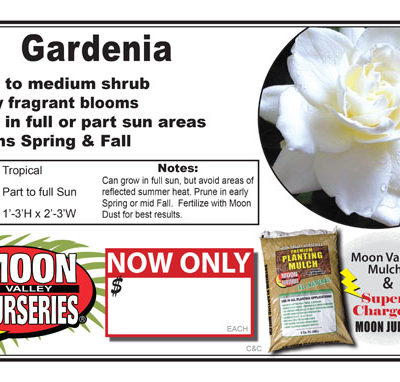 Gardenia