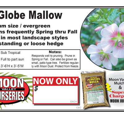 Globe Mallow