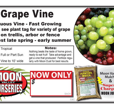 Grape vine shows multi variety