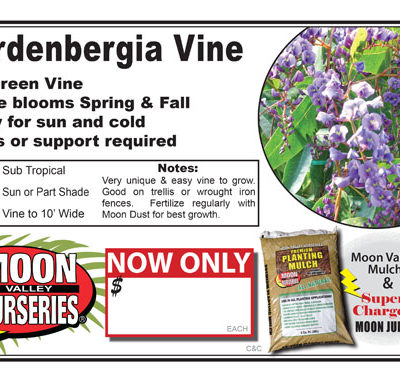 Hardenbergia Vine