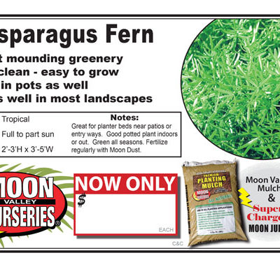 Asparagus Fern
