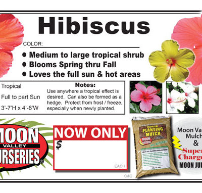 Hibiscus GENERIC ALL COLOR