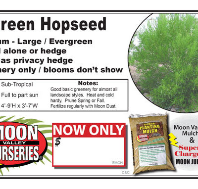 Hopseed Green