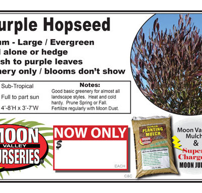 Hopseed Purple
