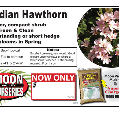 Indian Hawthorn