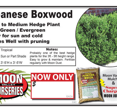Japanese Boxwood