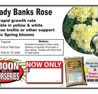 Lady Banks Rose