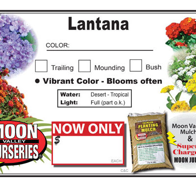 Lantana generice for all