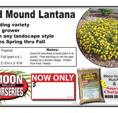 Lantana Gold Mound