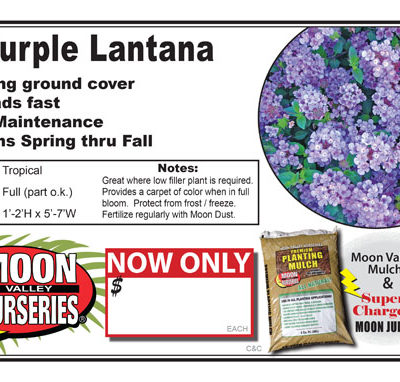 Lantana Purple