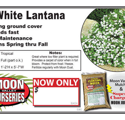 Lantana White
