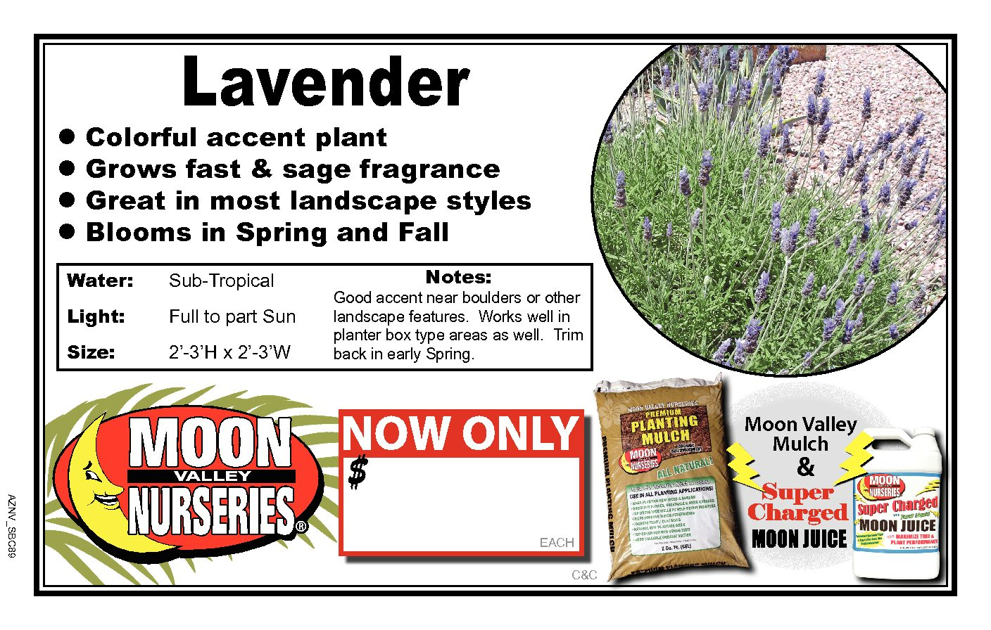 Lavender
