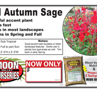 Autumn Sage Red