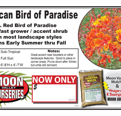 Mexican Bird of Paradise