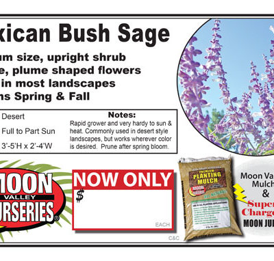 Mexican Bush Sage