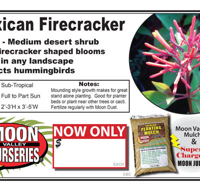 Mexican Firecracker