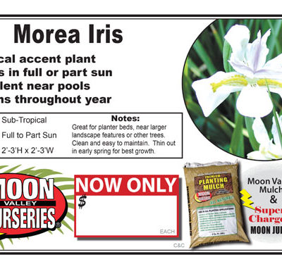 Morea Iris