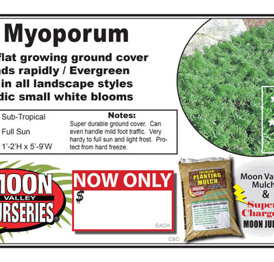 Myoporum