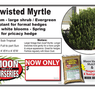 Myrtle Twisted