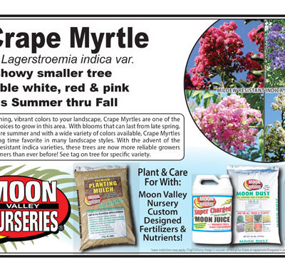 Crape Myrtle