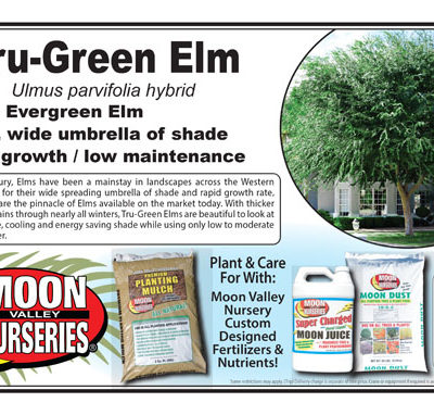 Tru-Green Elm