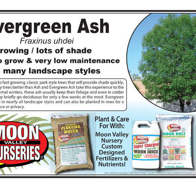 Evergreen Ash