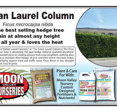 Indian Laurel Column