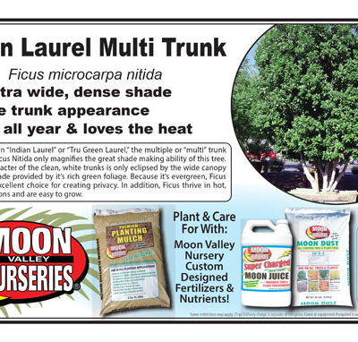 Indian Laurel Multi Trunk