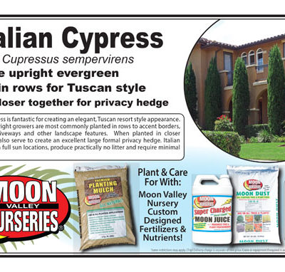 Italian Cypress