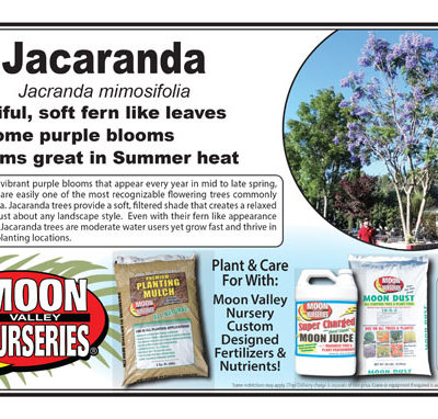 Jacaranda