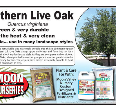 Southern Live Oak