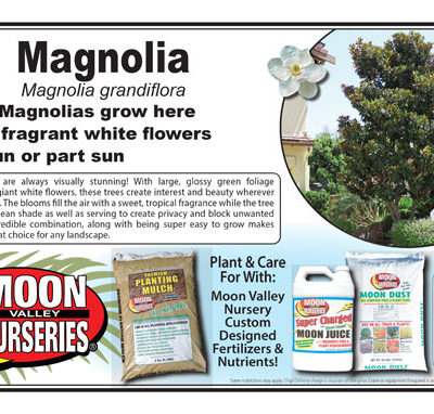 Magnolia