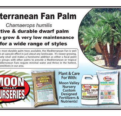 Mediterranean Fan Palm