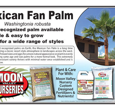 Mexican Fan Palm